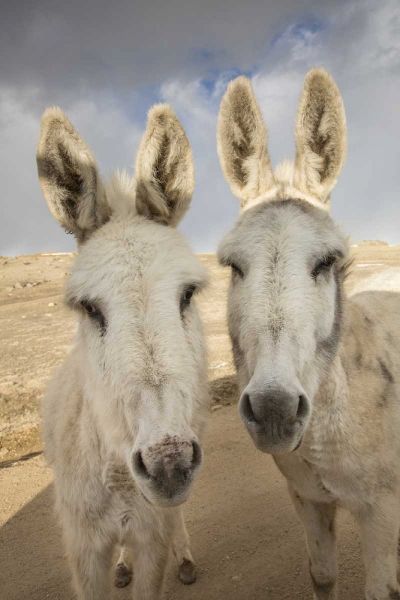 Colorado, South Park Close-up of wild burros